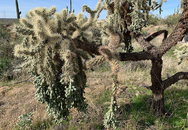 cactus