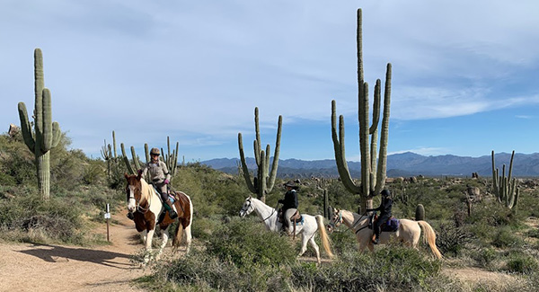 horses