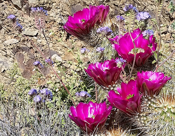 flowers