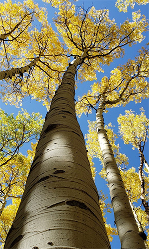 trees