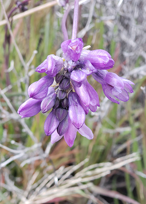 purple