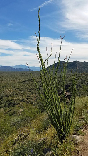 ocotillo