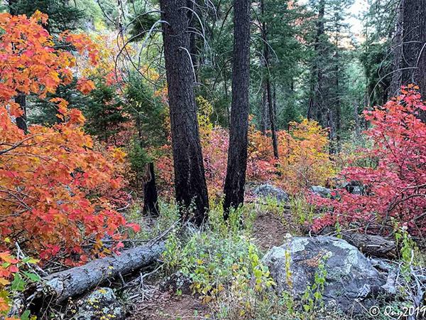 trees