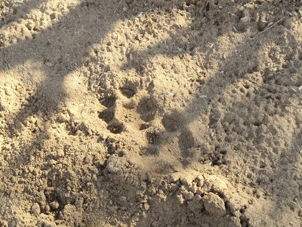 tracks