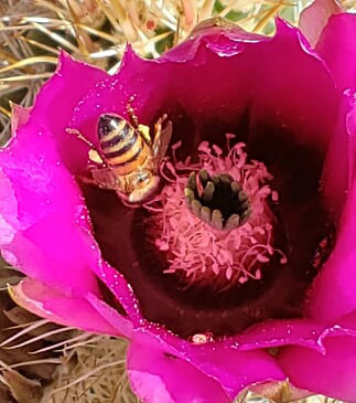 bee