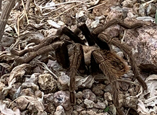 spider