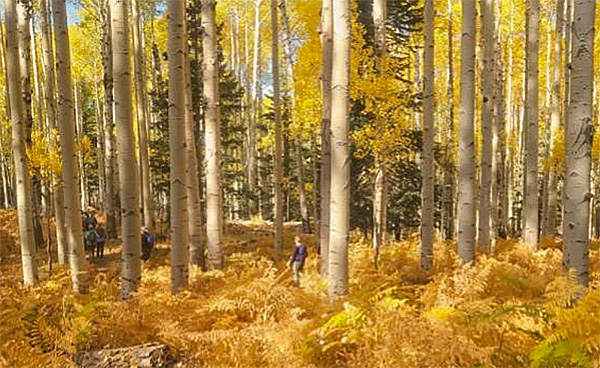 hikers