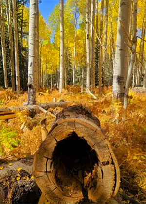 log