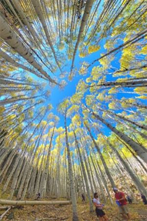 trees