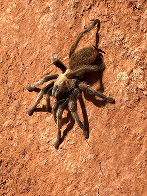 spider