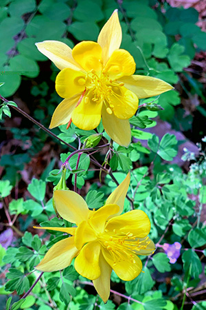 yellow