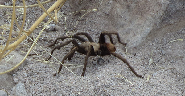 spider