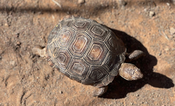 tortoise