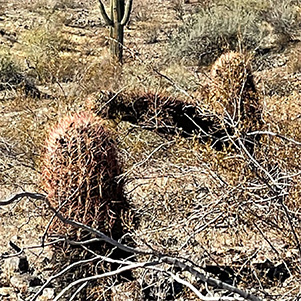 cactus