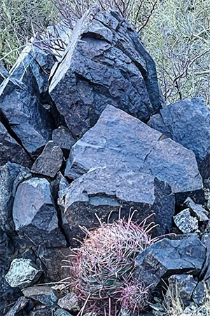 cactus