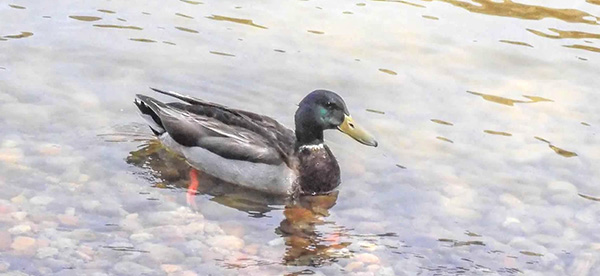duck