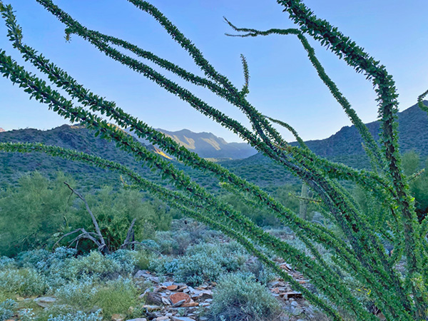 ocotillo