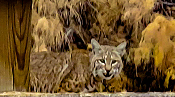 cat