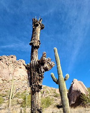cactus