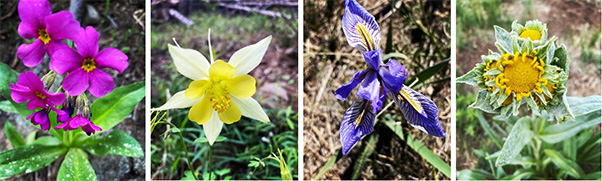 flowers