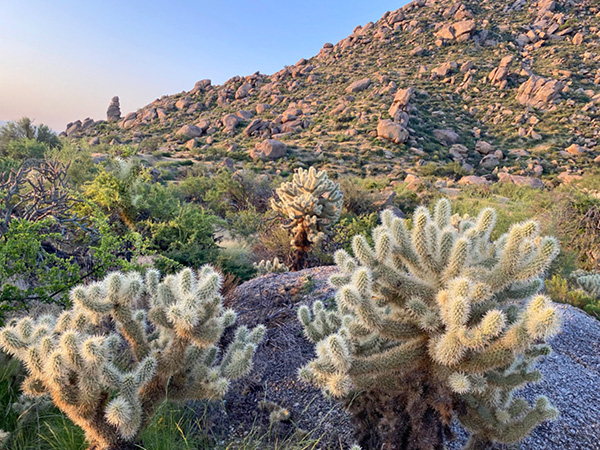 cactus