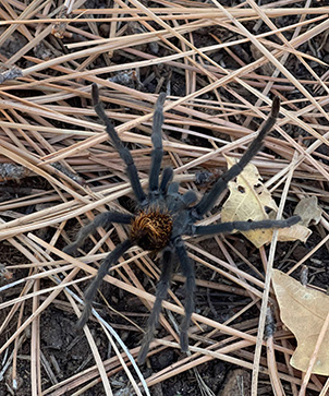 spider