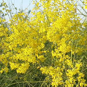 yellow