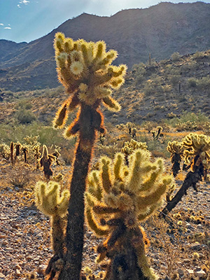 cactus