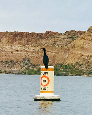 bird