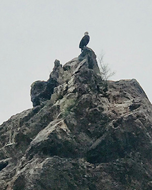 bird