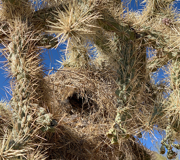 nest