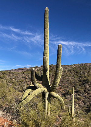 cactus