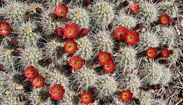 red