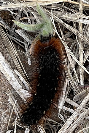 worm
