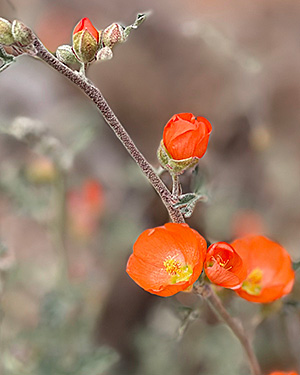 orange