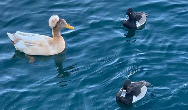 duck