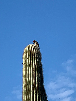 bird