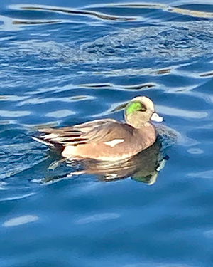 duck
