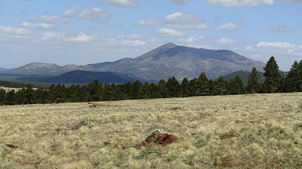 view