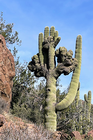 cactus