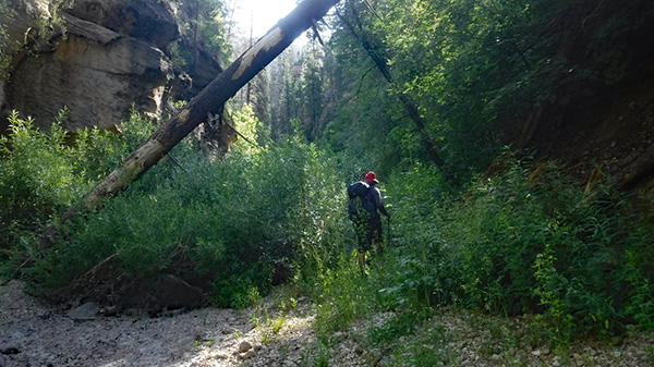hikers