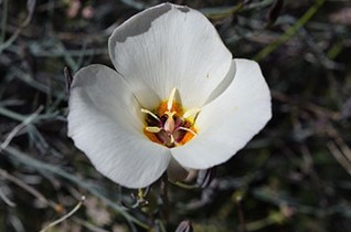 ComburA