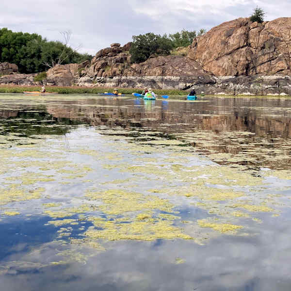 Algae