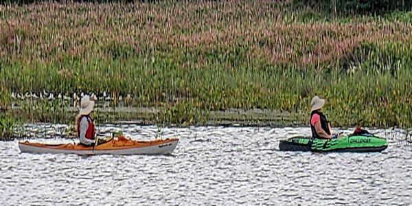 Birding