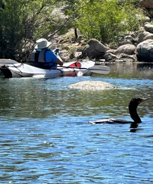 Cormorant