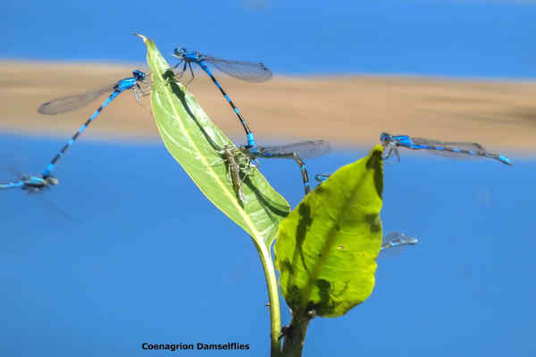Coenagrion