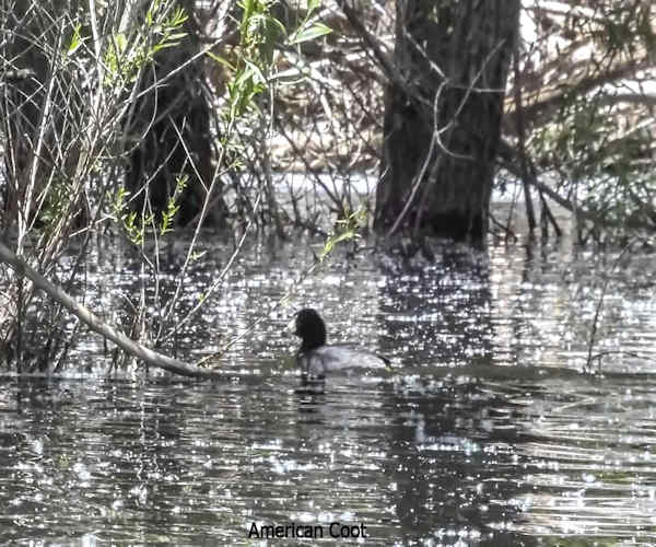 Coot