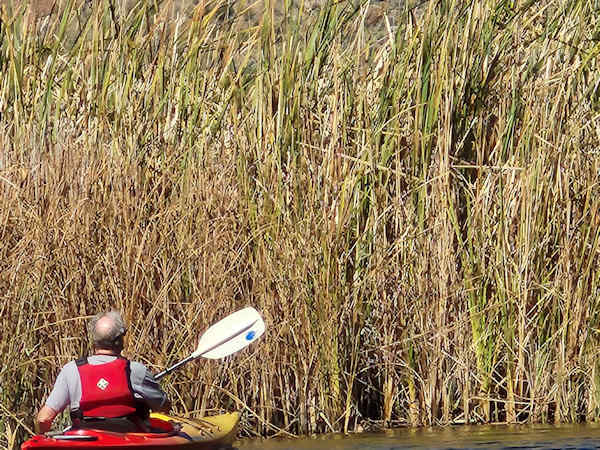 Reed