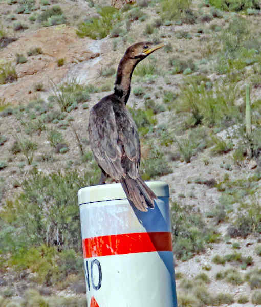 Cormoran