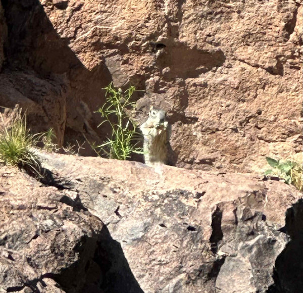 Squirrel